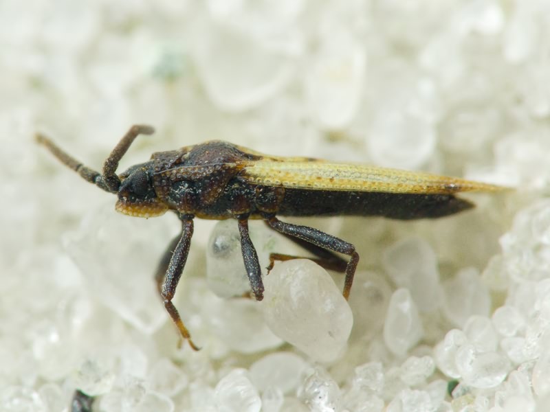 Catoplatus carthusianus (Goeze, 1778)